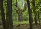 Z Wanderkarte Strandscha  Gebirge  Bulgarien - 1: 100 000